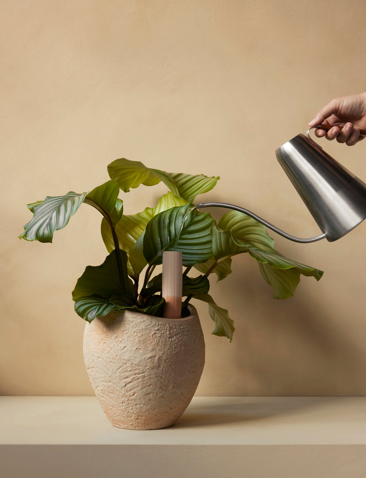 PLANTAS planter