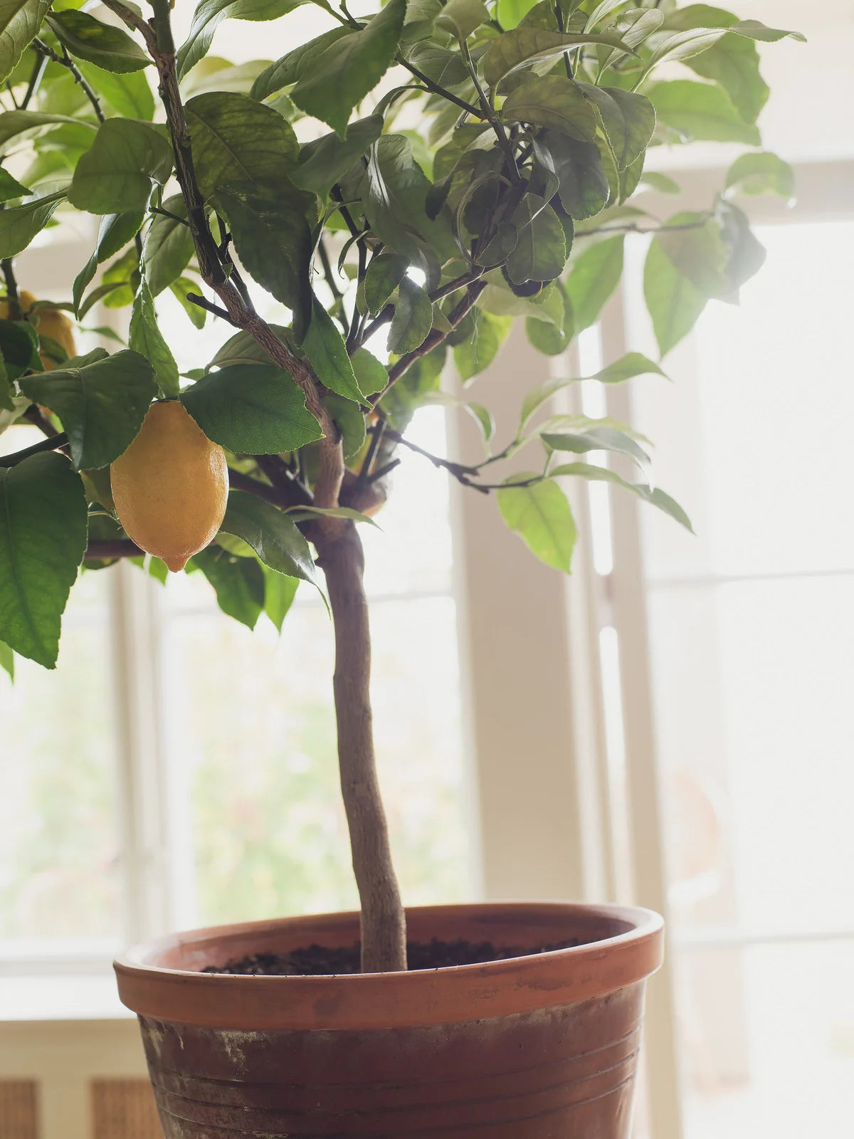 Tapeta flizelinowa papierowa z roślinnym wzorem CITRONTRÄD niebieski z żółtym