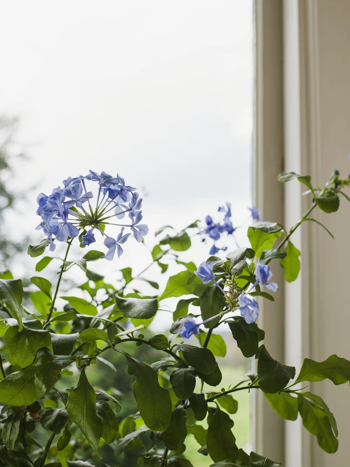 Tapeta z roślinnym motywem kwiatów i liści MYRTEN niebieski z białym