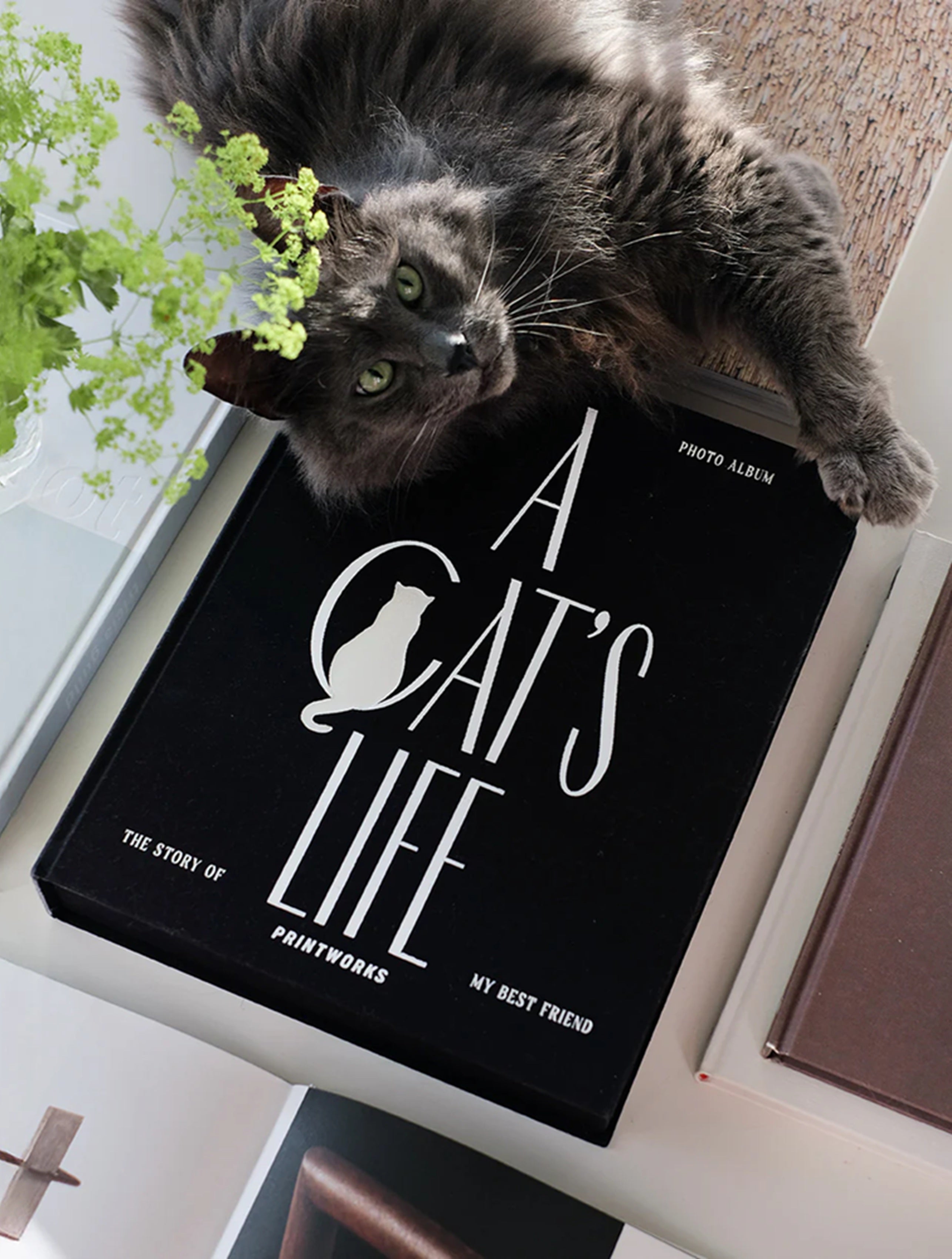 A CAT'S LIFE Photo Album black