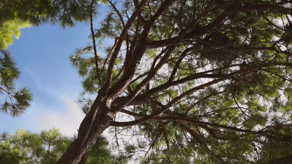 Garten-Sofa für 4 Personen SORELLS beige